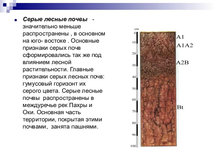 Серые лесные почвы - значительно меньше распространены , в основном на