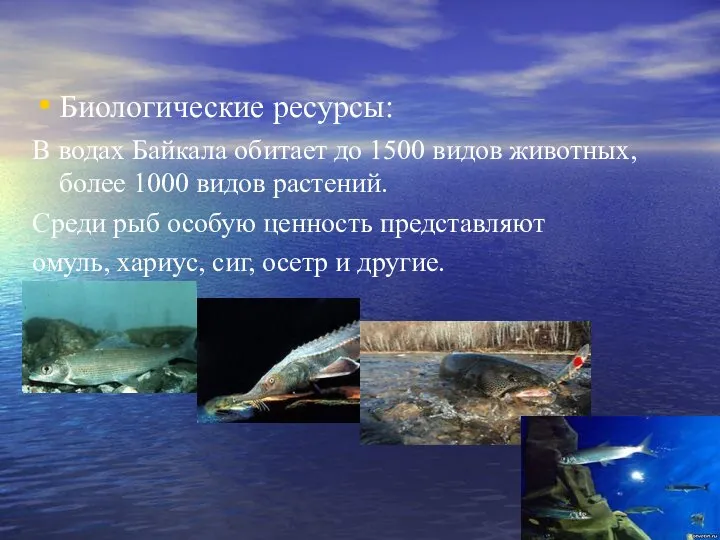 Биологические ресурсы: В водах Байкала обитает до 1500 видов животных, более