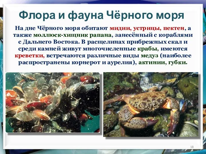 Флора и фауна Чёрного моря На дне Чёрного моря обитают мидии,