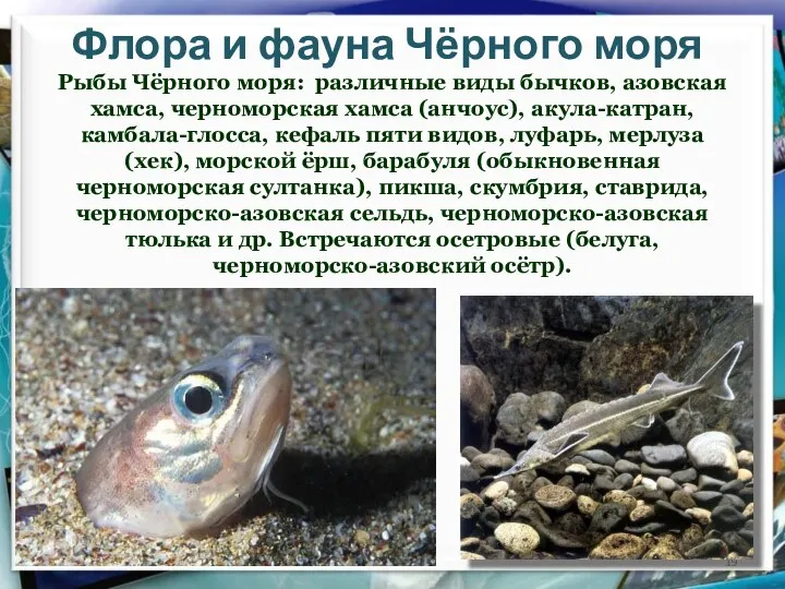 Флора и фауна Чёрного моря Рыбы Чёрного моря: различные виды бычков,