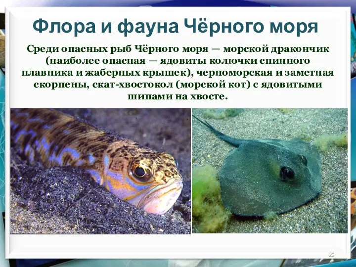 Флора и фауна Чёрного моря Среди опасных рыб Чёрного моря —