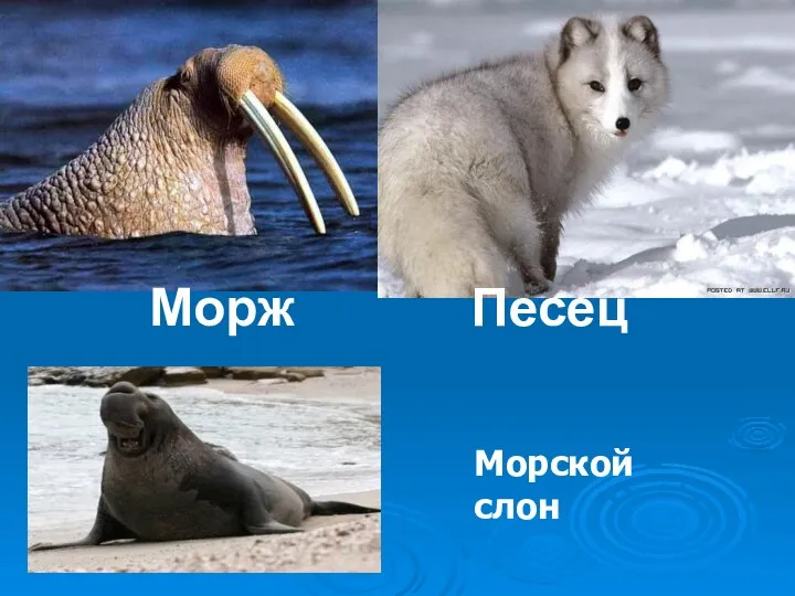 Морж Песец Морской слон