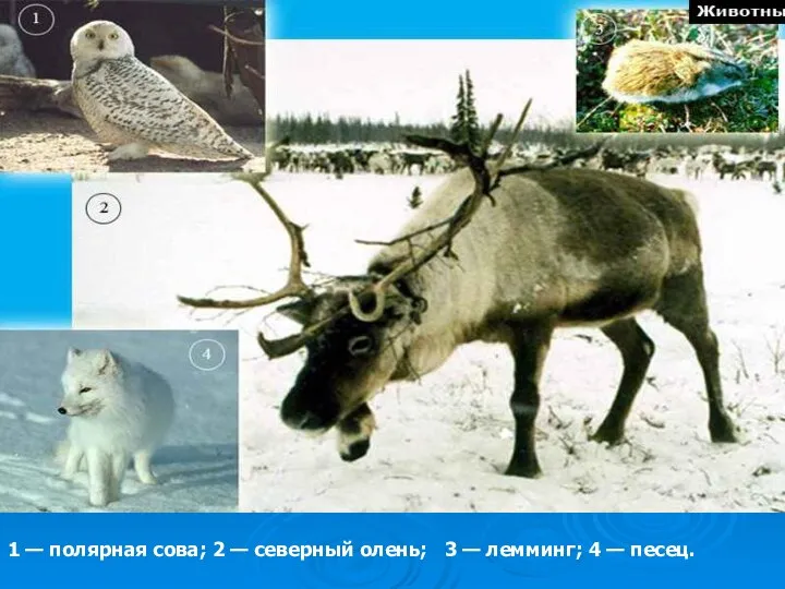 1 — полярная сова; 2 — северный олень; 3 — лемминг; 4 — песец.