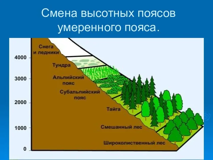 Смена высотных поясов умеренного пояса.