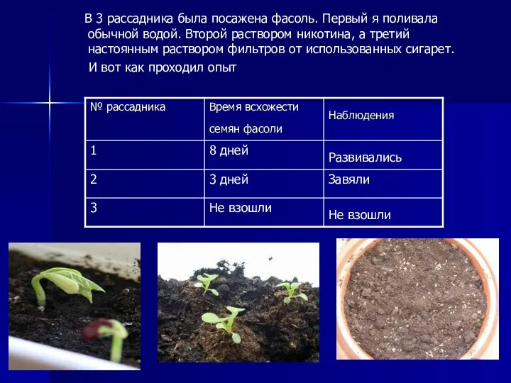 В 3 рассадника была посажена фасоль. Первый я поливала обычной водой.