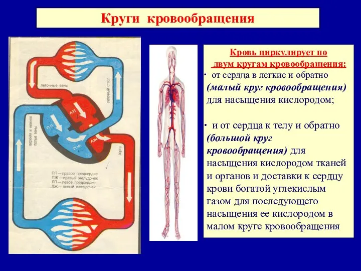 Круги кровообращения Кровь циркулирует по двум кругам кровообращения: от сердца в