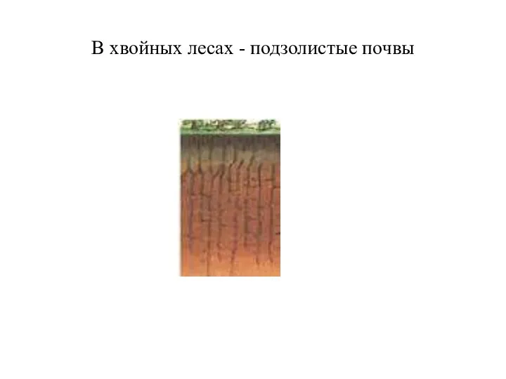 В хвойных лесах - подзолистые почвы