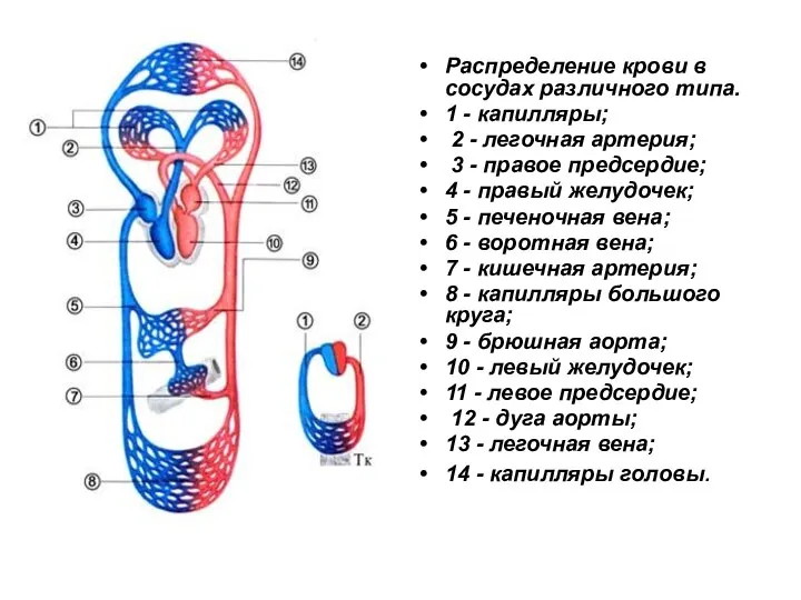 Распределение крови в сосудах различного типа. 1 - капилляры; 2 -