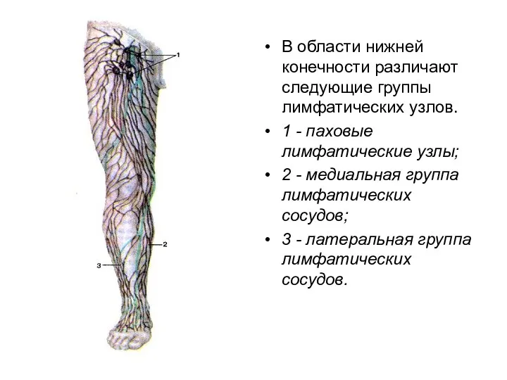 В области нижней конечности различают следующие группы лимфатических узлов. 1 -