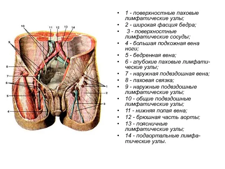 1 - поверхностные паховые лимфатические узлы; 2 - широкая фасция бедра;