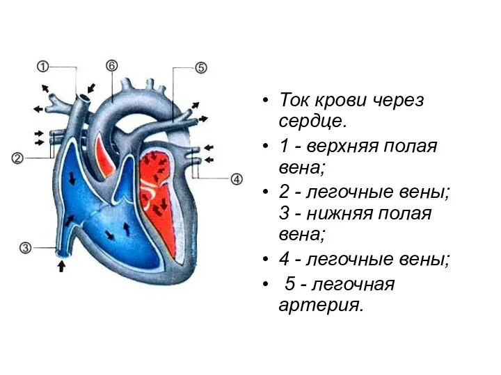 Ток крови через сердце. 1 - верхняя полая вена; 2 -