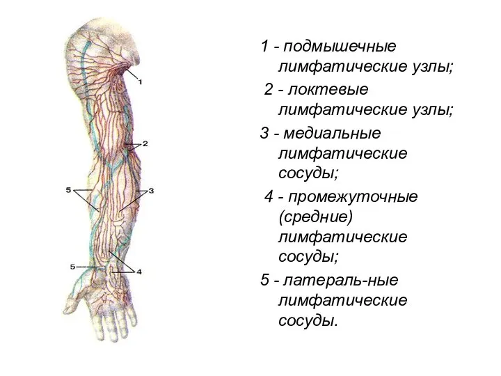 1 - подмышечные лимфатические узлы; 2 - локтевые лимфатические узлы; 3