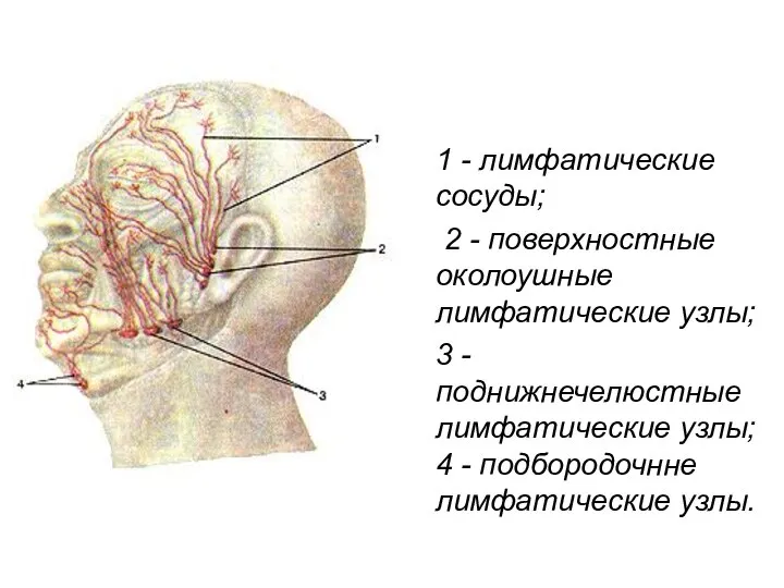 1 - лимфатические сосуды; 2 - поверхностные околоушные лимфатические узлы; 3