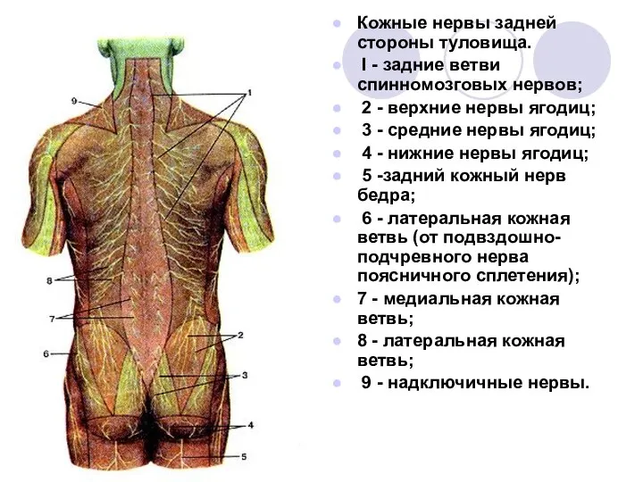 Кожные нервы задней стороны туловища. I - задние ветви спинномозговых нервов;