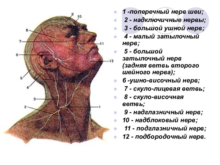 1 -поперечный нерв шеи; 2 - надключичные нервы; 3 - большой