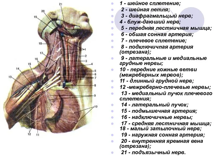 1 - шейное сплетение; 2 - шейная петля; 3 - диафрагмальцый