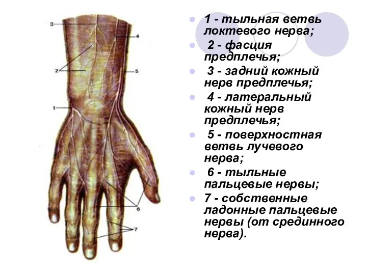 1 - тыльная ветвь локтевого нерва; 2 - фасция предплечья; 3