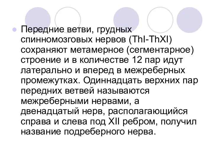 Передние ветви, грудных спинномозговых нервов (ThI-ThXI) сохраняют метамерное (сегментарное) строение и