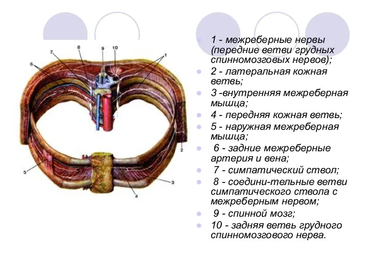 1 - межреберные нервы (передние ветви грудных спинномозговых нервов); 2 -