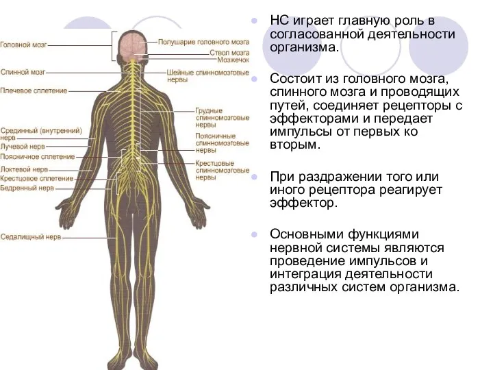 НС играет главную роль в согласованной деятельности организма. Состоит из головного