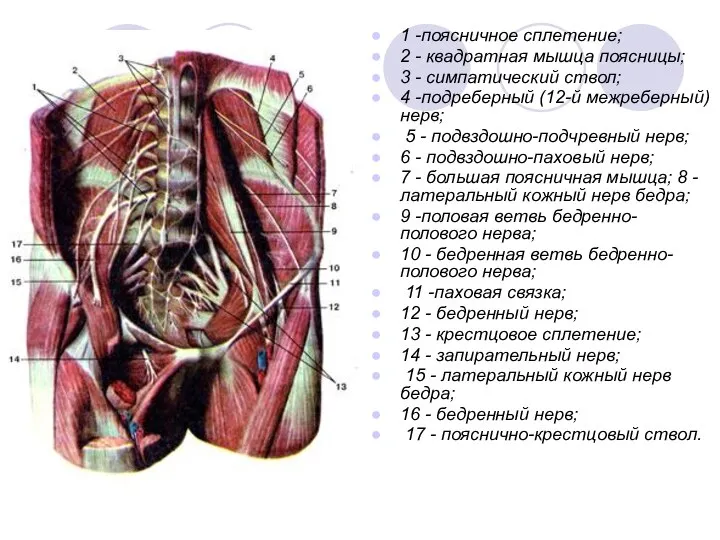 1 -поясничное сплетение; 2 - квадратная мышца поясницы; 3 - симпатический