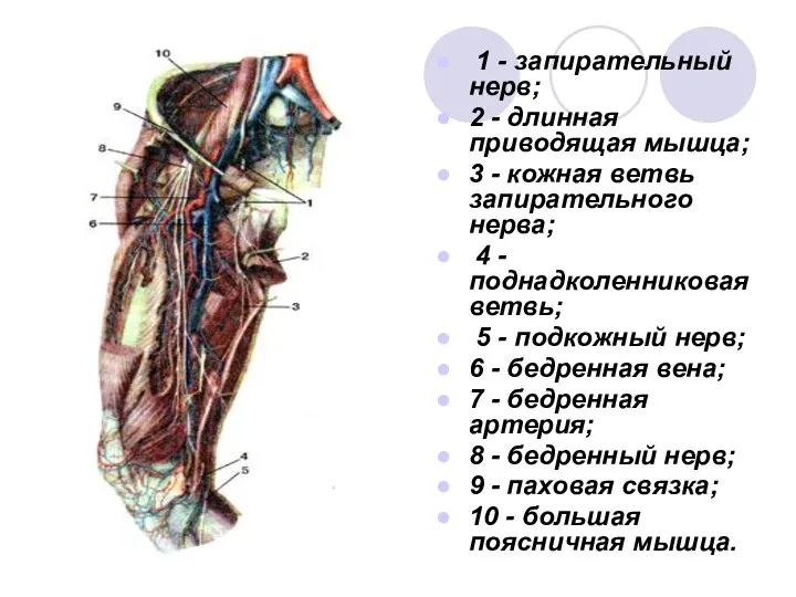 1 - запирательный нерв; 2 - длинная приводящая мышца; 3 -