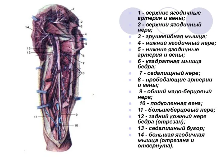 1 - верхние ягодичные артерия и вены; 2 - верхний ягодичный