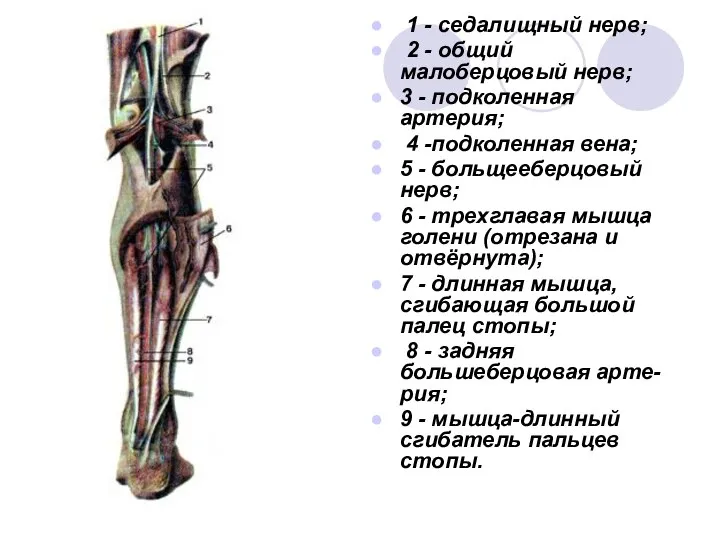 1 - седалищный нерв; 2 - общий малоберцовый нерв; 3 -