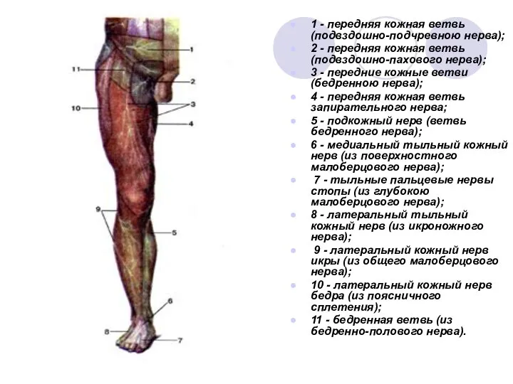 1 - передняя кожная ветвь (подвздошно-подчревною нерва); 2 - передняя кожная