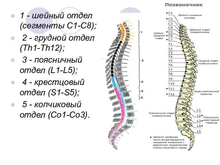 1 - шейный отдел (сегменты С1-С8); 2 - грудной отдел (Th1-Th12);