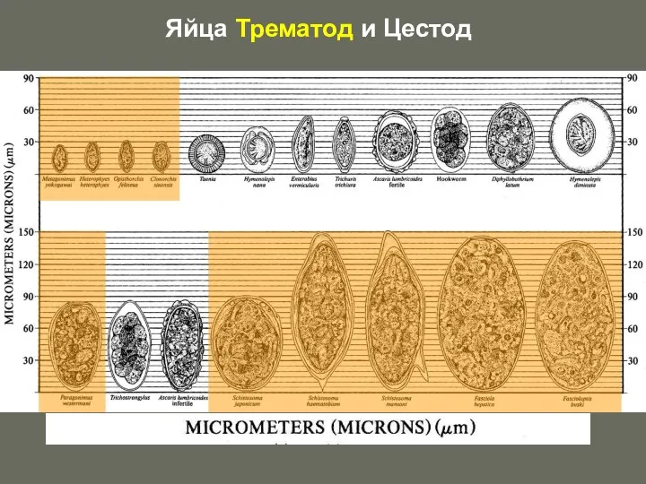 Яйца Трематод и Цестод