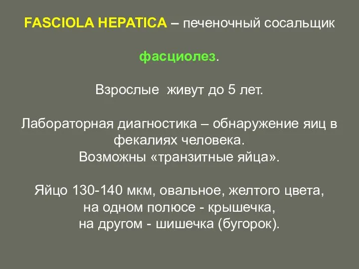 FASCIOLA HEPATICA – печеночный сосальщик фасциолез. Взрослые живут до 5 лет.