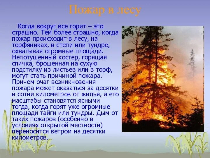 Пожар в лесу Когда вокруг все горит – это страшно. Тем