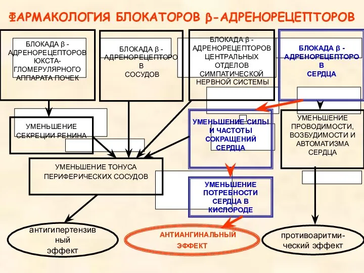 БЛОКАДА β - АДРЕНОРЕЦЕПТОРОВ ЮКСТА- ГЛОМЕРУЛЯРНОГО АППАРАТА ПОЧЕК БЛОКАДА β -