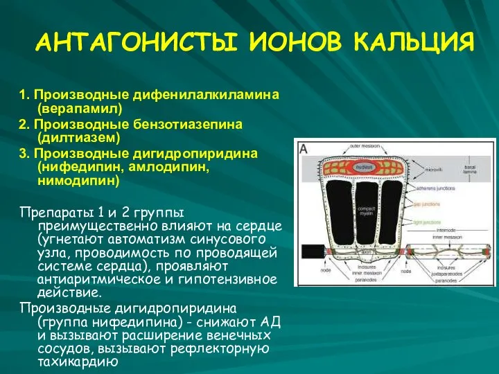 АНТАГОНИСТЫ ИОНОВ КАЛЬЦИЯ 1. Производные дифенилалкиламина (верапамил) 2. Производные бензотиазепина (дилтиазем)