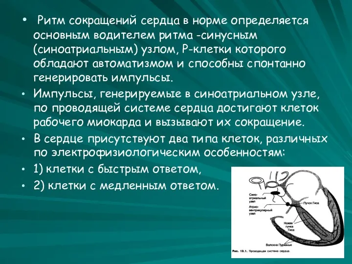 Ритм сокращений сердца в норме определяется основным водителем ритма -синусным (синоатриальным)