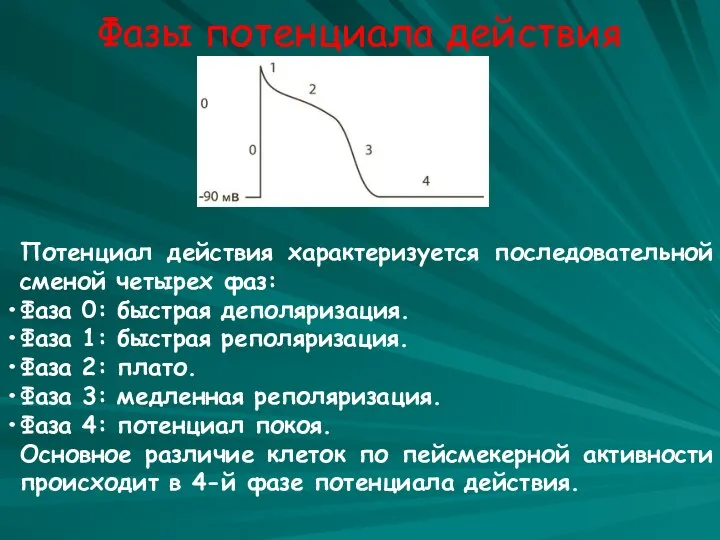 Фазы потенциала действия Потенциал действия характеризуется последовательной сменой четырех фаз: Фаза