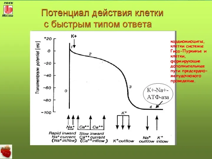 кардиомиоциты, клетки системы Гиса-Пуркинье и клетки, формирующие дополнительные пути предсердно-желудочкового проведения.