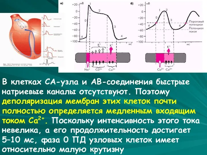 В клетках СА-узла и АВ-соединения быстрые натриевые каналы отсутствуют. Поэтому деполяризация