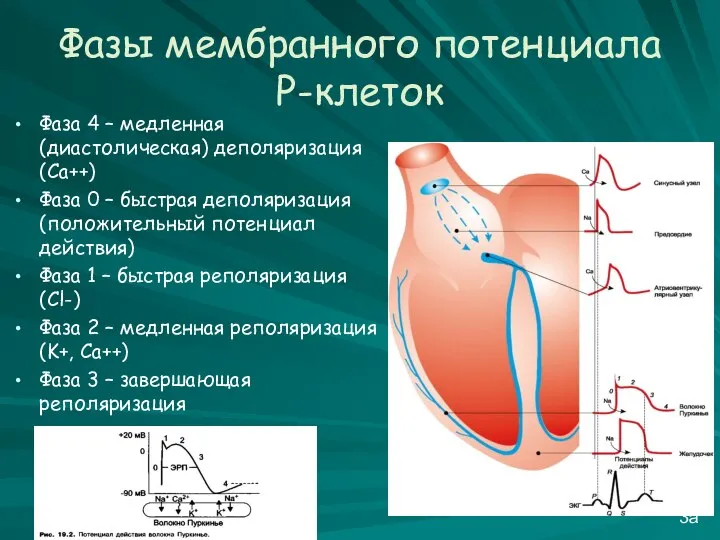 Фазы мембранного потенциала Р-клеток Фаза 4 – медленная (диастолическая) деполяризация (Ca++)