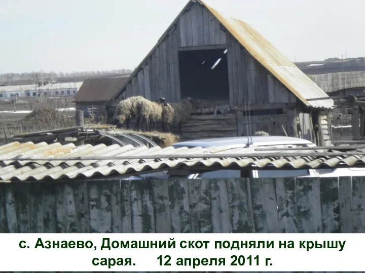 с. Азнаево, Домашний скот подняли на крышу сарая. 12 апреля 2011 г.