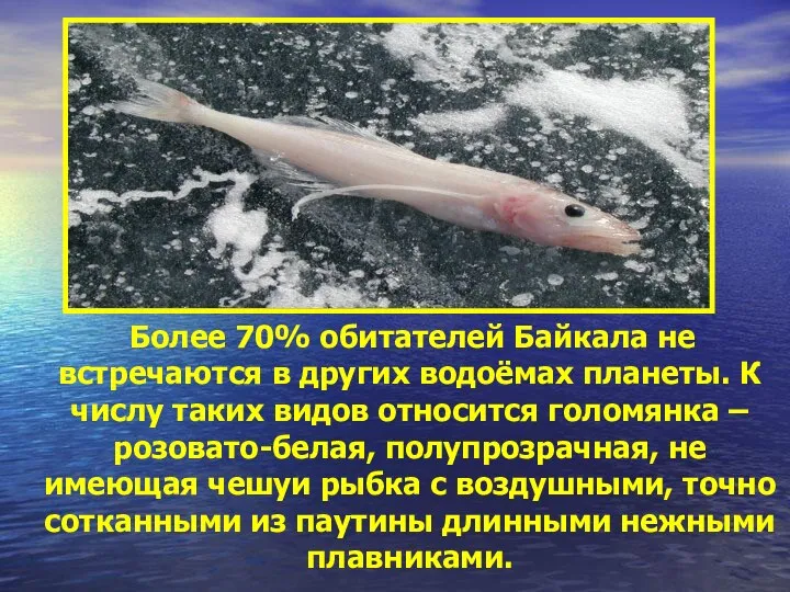 Более 70% обитателей Байкала не встречаются в других водоёмах планеты. К