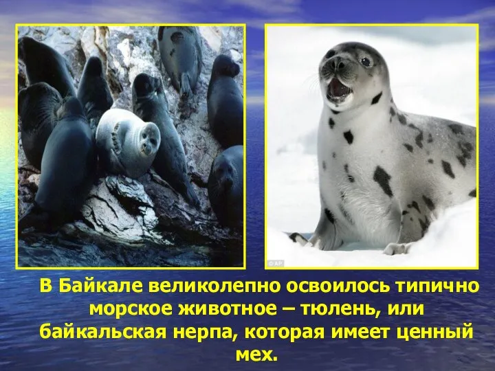 В Байкале великолепно освоилось типично морское животное – тюлень, или байкальская нерпа, которая имеет ценный мех.