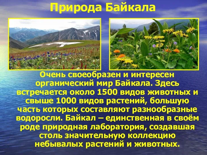 Природа Байкала Очень своеобразен и интересен органический мир Байкала. Здесь встречается