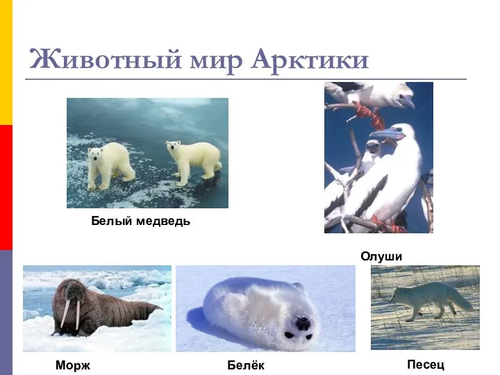 Животный мир Арктики Олуши Белый медведь Морж Песец Белёк