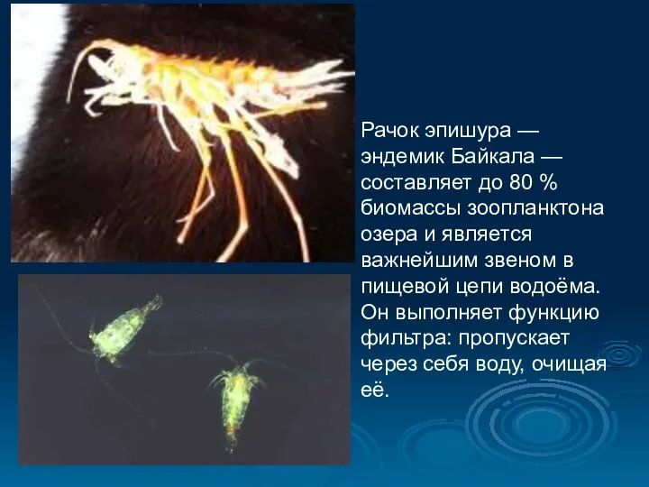 Рачок эпишура — эндемик Байкала — составляет до 80 % биомассы