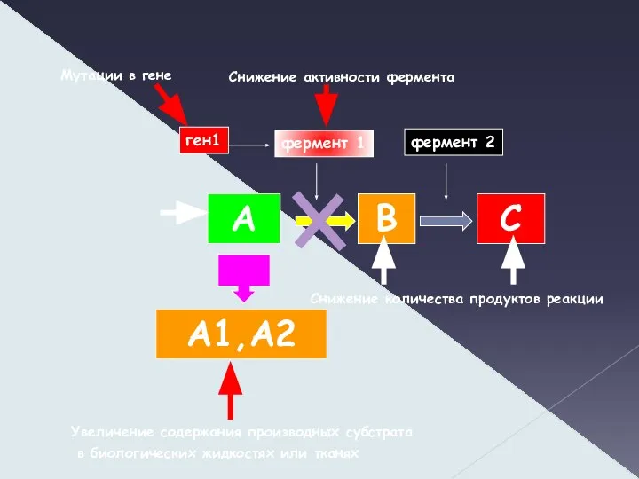 Снижение активности фермента А В С А1,А2 фермент 1 фермент 2