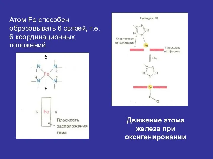 Атом Fe способен образовывать 6 связей, т.е. 6 координационных положений 5