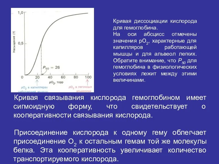 Кривая связывания кислорода гемоглобином имеет сигмоидную форму, что свидетельствует о кооперативности