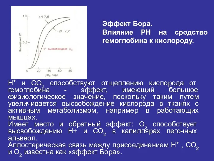 Н+ и СО2 способствуют отщеплению кислорода от гемоглобина - эффект, имеющий